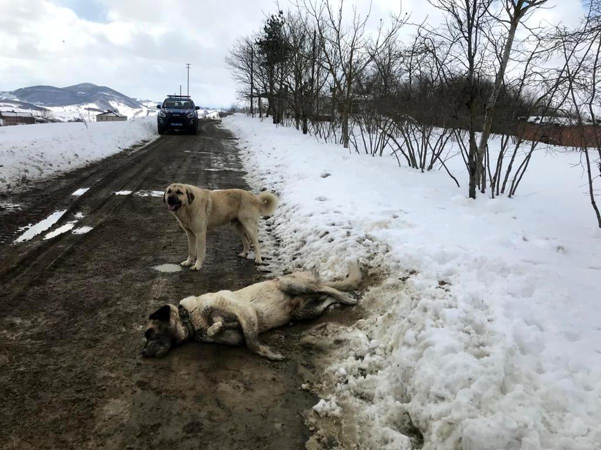 Son dakika haberi... Samsun\'da kangal cinsi köpek tüfekle öldürüldü