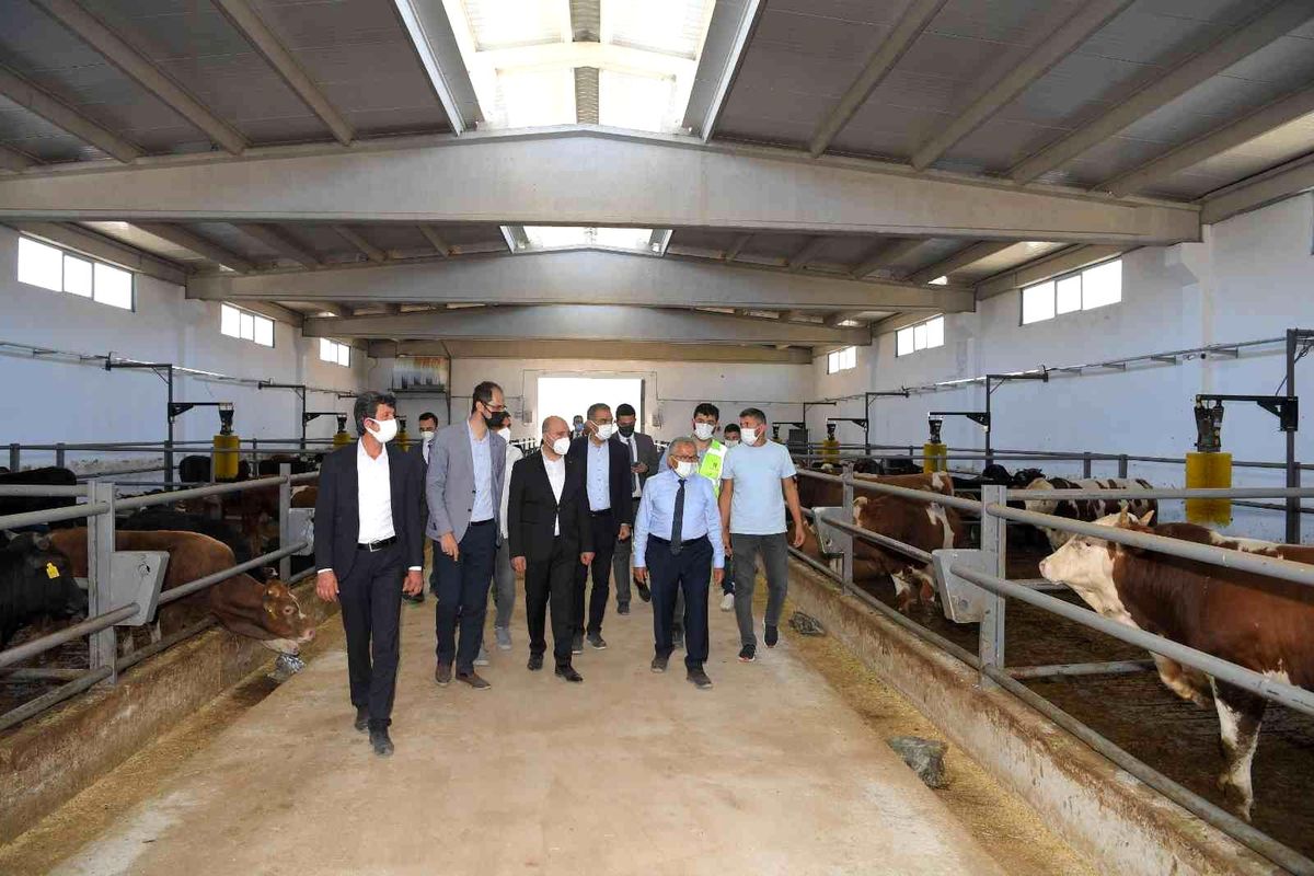 Beydeğirmeni Besi Bölgesine TOKİ desteğiyle besi çiftliği yapılması planlanıyor