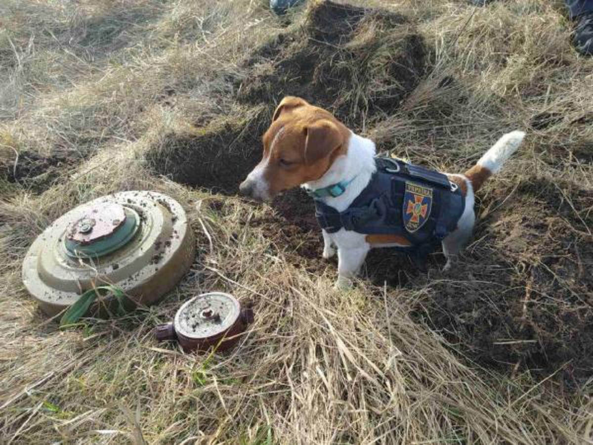 Son dakika haberi: Çernihiv\'in bomba arama köpeği \'Patron\', kentin maskotu oldu