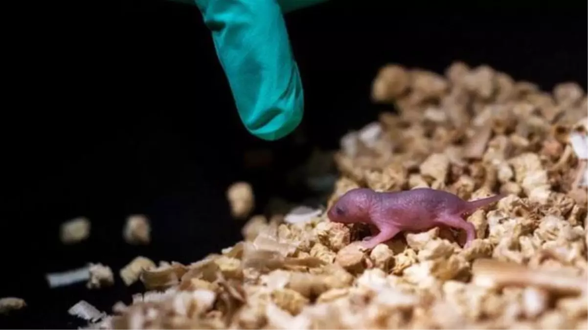 Çinli bilim insanları, imkansız görüneni başardı: İki annesi olan, babasız fareler üretildi