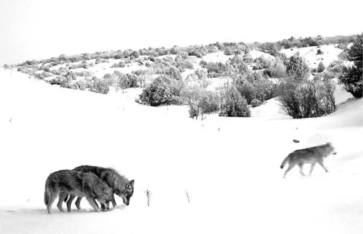 Kırıkkale'de yaban hayatı fotokapanla görüntülendi