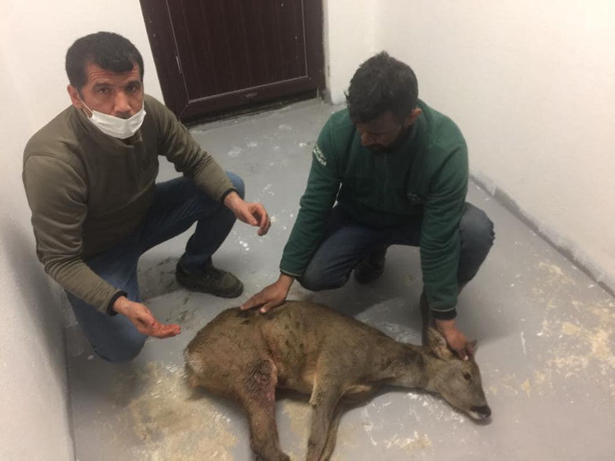 Kocaeli\'de yaralı bulunan karaca tedaviye alındı