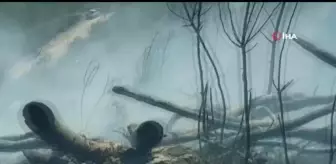 Son dakika haber: Mersin'de orman yangını