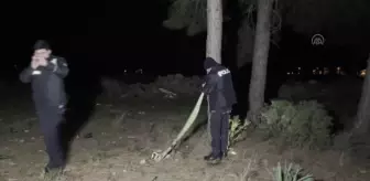 Ormanlık alanda bulunan mezardan köpek ölüsü çıktı