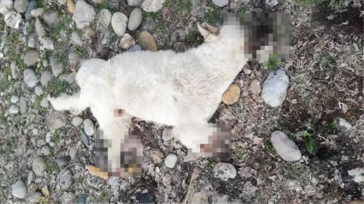 TUNCELİ\'DE BACAKLARI KESİLMİŞ ÖLÜ SOKAK KÖPEĞİ BULUNDU