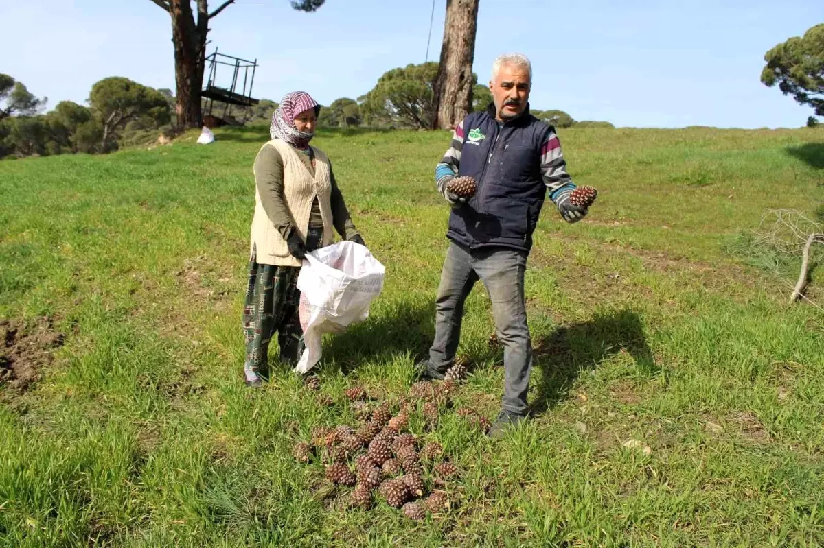 Çam fıstığı üreticilerinin \'tapu\' talebi