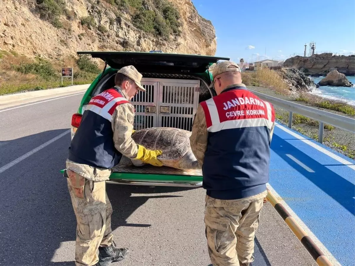 Hatay\'da yaralı caretta caretta bulundu