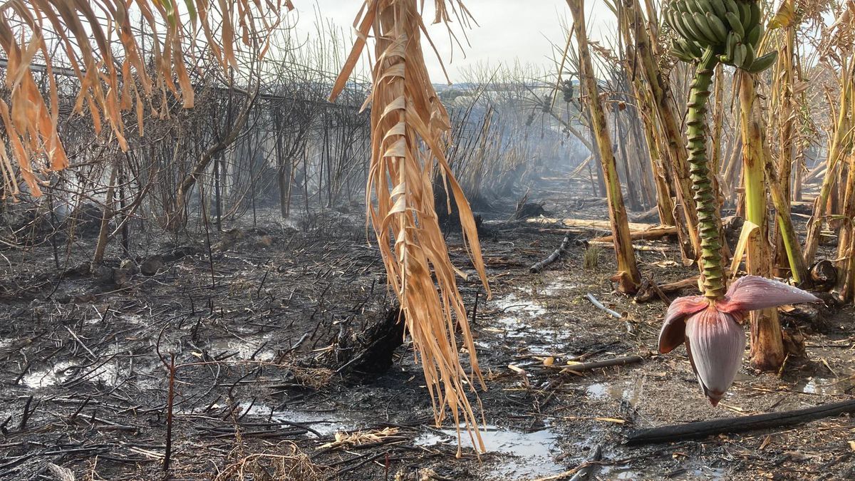Son dakika haber! Muz serasındaki yangın söndürüldü