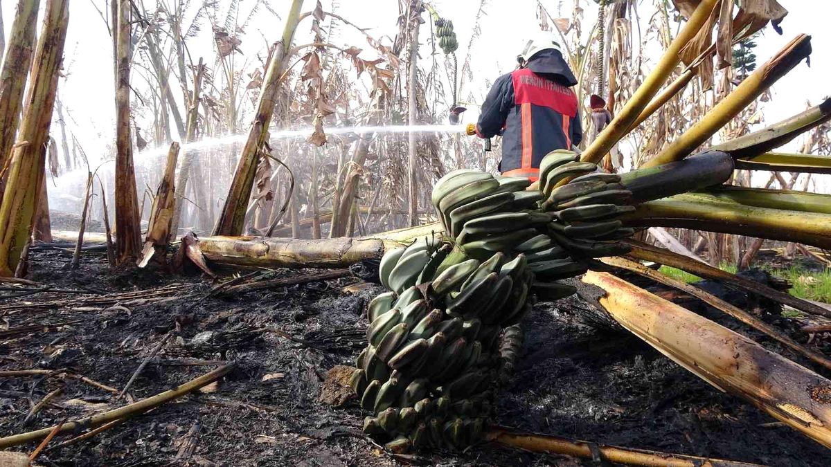 Mersin'de sera ve muz bahçesi yandı