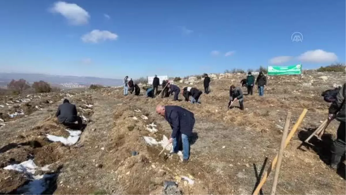 Şehit aileleri ve gaziler soğuğa aldırmadan 350 fidanı toprakla buluşturdu