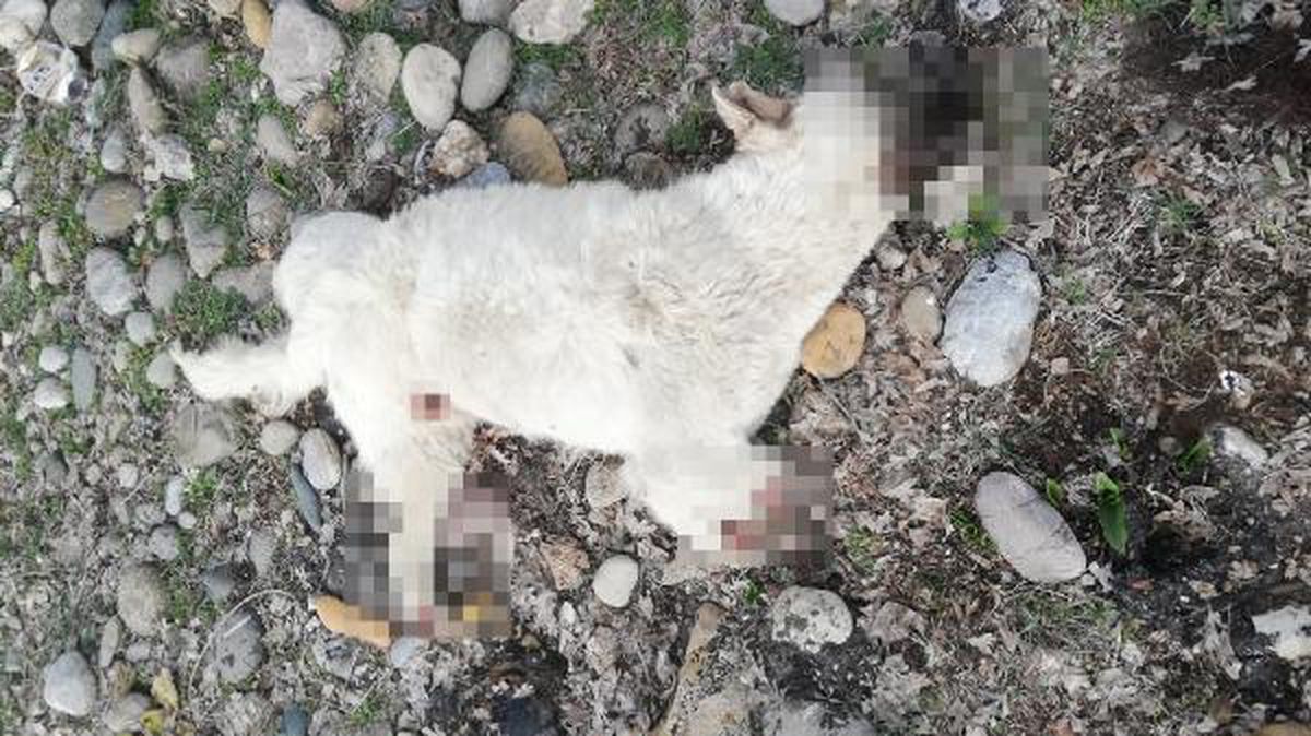 TUNCELİ'DE KÖPEĞİN BACAKLARI KESİK ÖLÜ BULUNMASINI ÖZEL EKİP ARAŞTIRACAK
