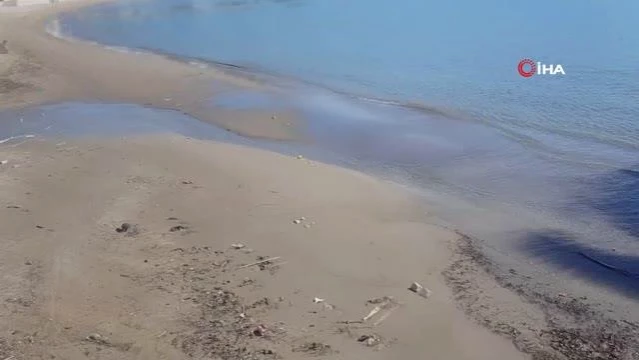 Turistin sahile vuran deniz analarını kurtarma çabası