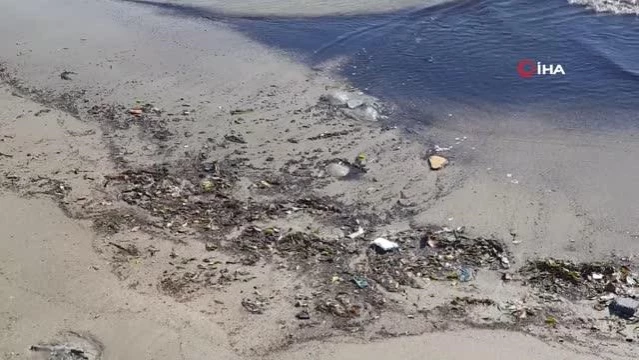 Turistin sahile vuran deniz analarını kurtarma çabası