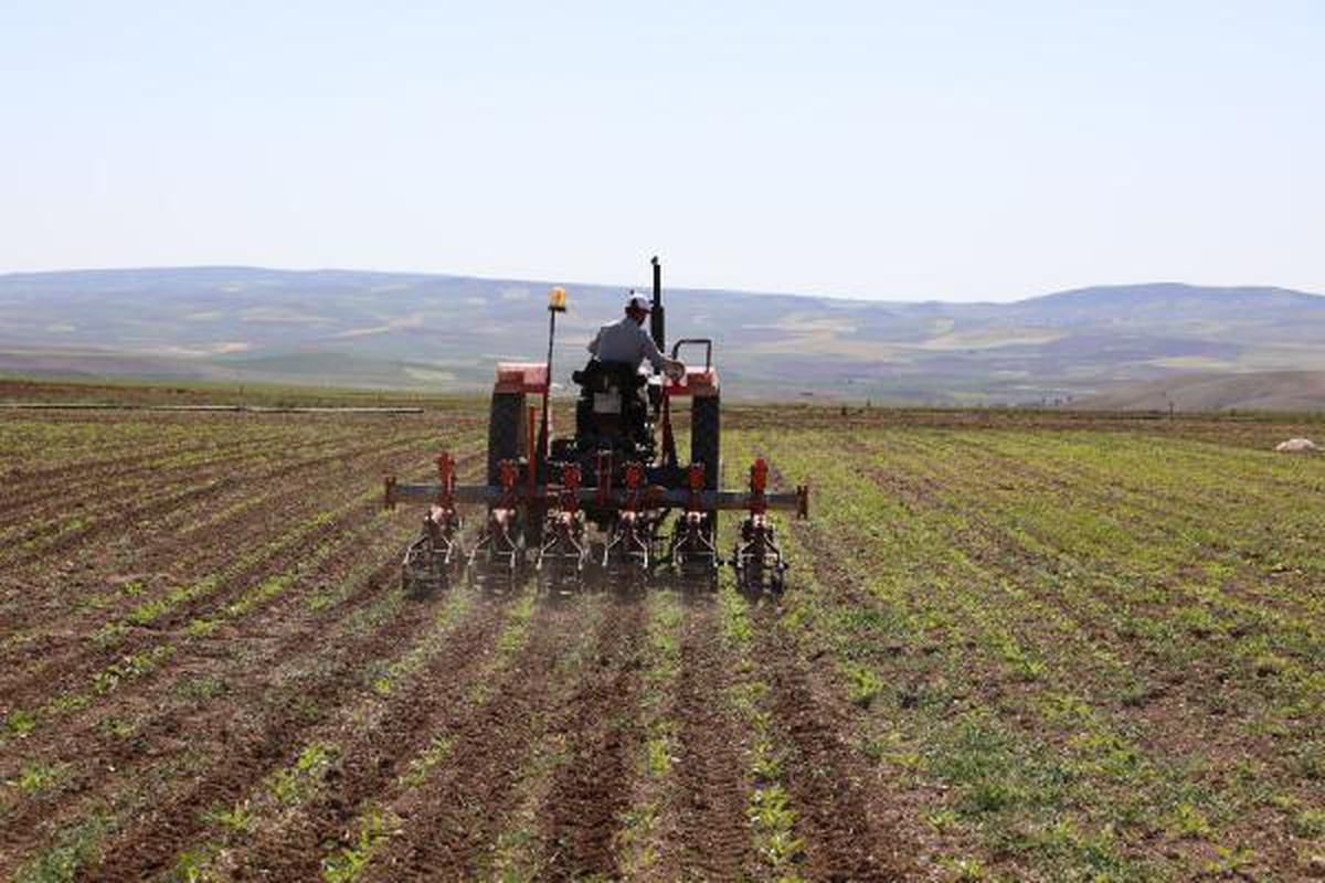 Türkşeker pancar avans fiyatını yüzde 25 artırdı
