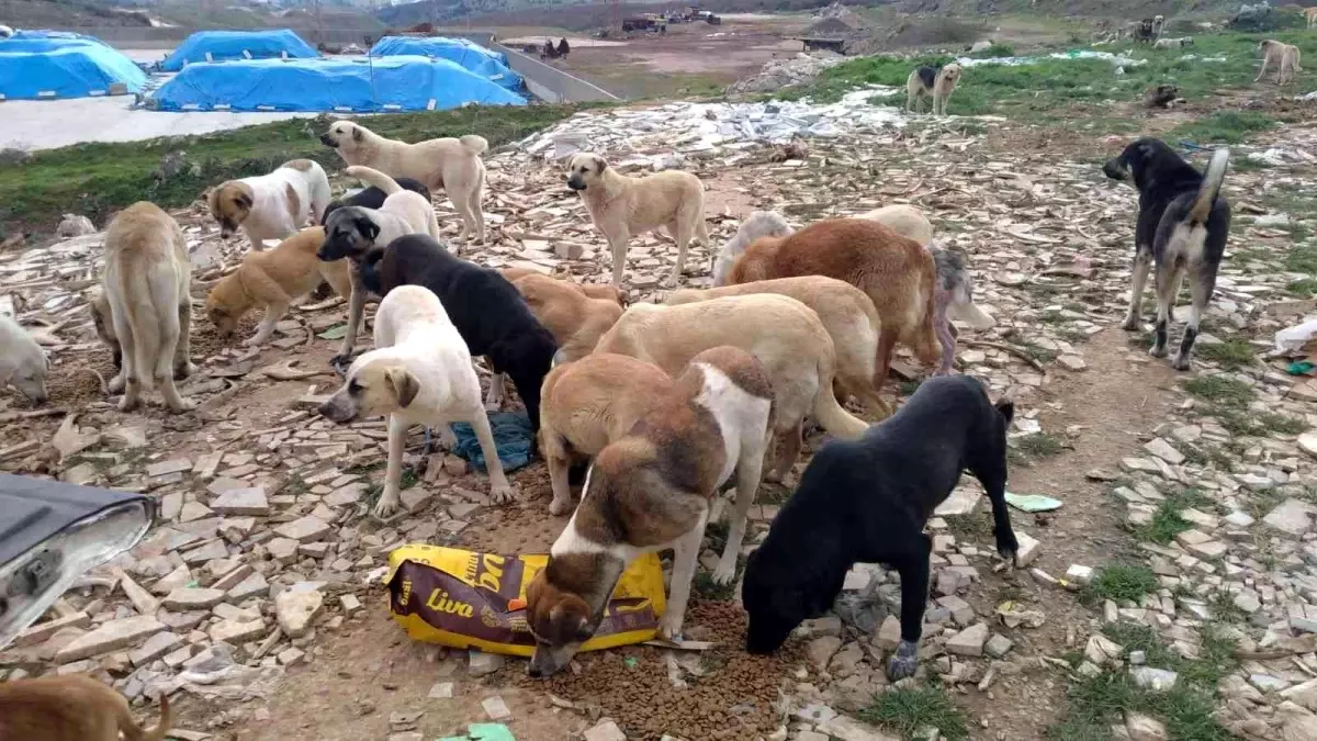 Bandırma Belediyesi ve üniversite öğrencileri sokak canları için buluştu