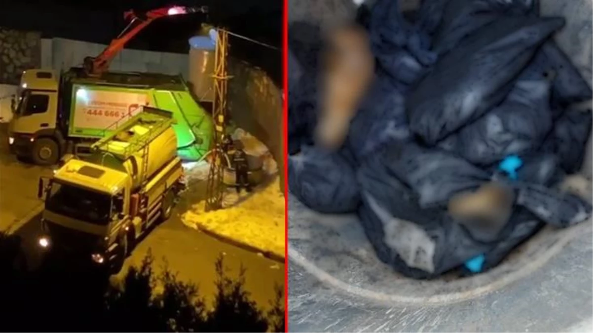 Vahşet görüntü! Beykoz\'da çöp konteynerinde 19 ölü köpek bulundu