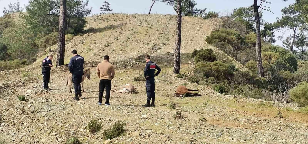 Marmaris\'te başıboş eşekler tüfekle vurulmuş halde bulundu