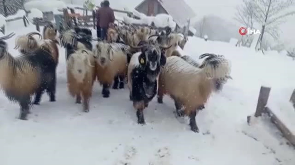 Rize\'de keçi yavruları iş makinesinin kovasıyla kurtarıldı