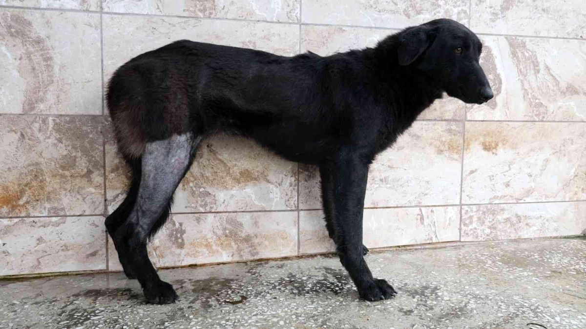 Silahla vurularak yaralanan köpek Patilik\'te iyileşti