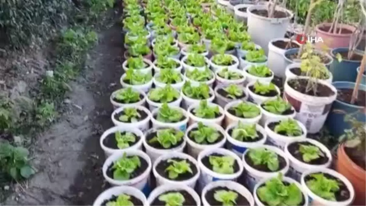 Bu da 'Bitmeyen marul' projesi... Saksıda marul yetiştiriyor, satın alan ihtiyacı oldukça yapraklarını koparıp tüketiyor