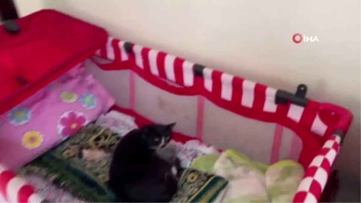 Cumhurbaşkanı Erdoğan'ın ismini verdiği oğlu için aldığı beşiği doğum yapan kedilere bıraktı