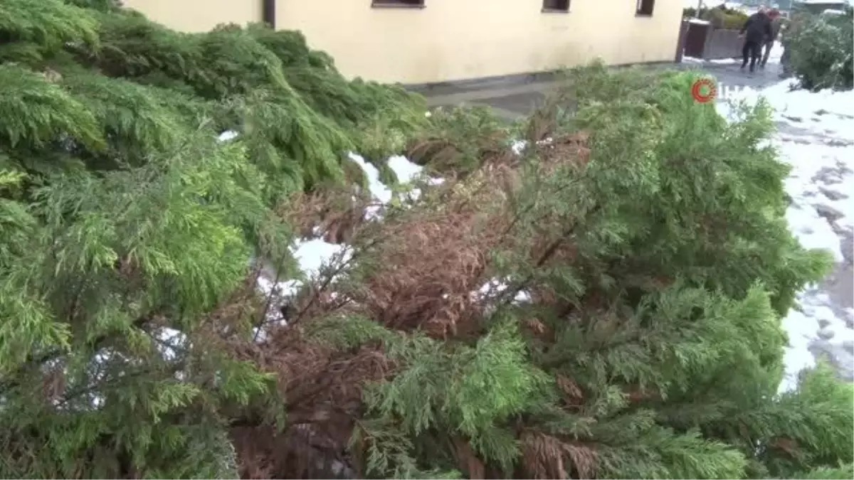 Karın ağırlığına dayanamayan ağaç devrildi