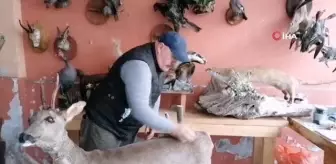 Ölü hayvanların içini doldurup işyerinde sergiliyor