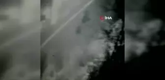 Rize'de aç kalan ayılar köye indi, 42 kovana zarar verdi