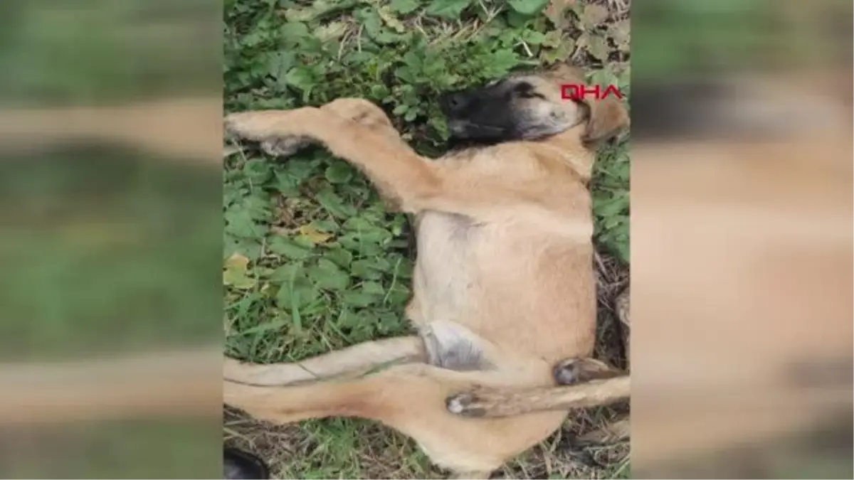 5 KÖPEĞİN ŞÜPHELİ ÖLÜMÜNE \'ZEHİRLİ TAVUK\' SORUŞTURMASI