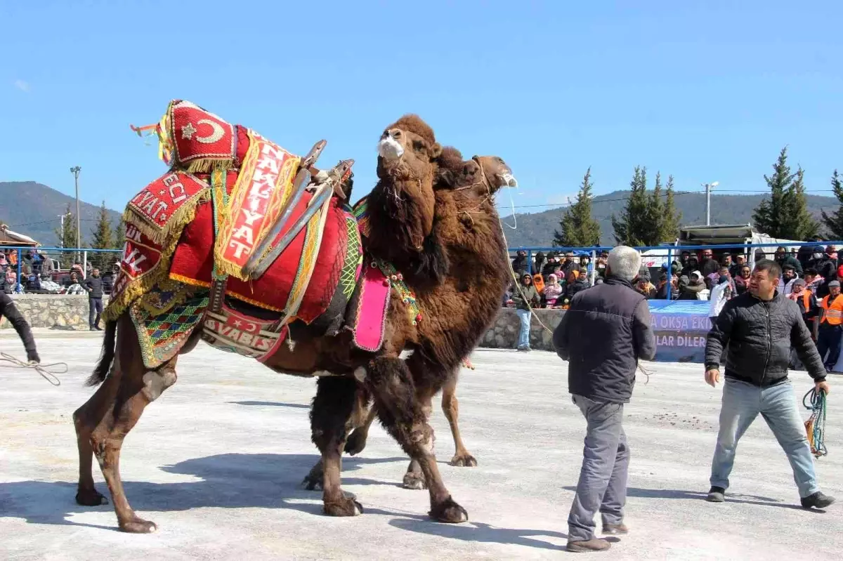 Bodrum\'da develer kıyasıya mücadele etti