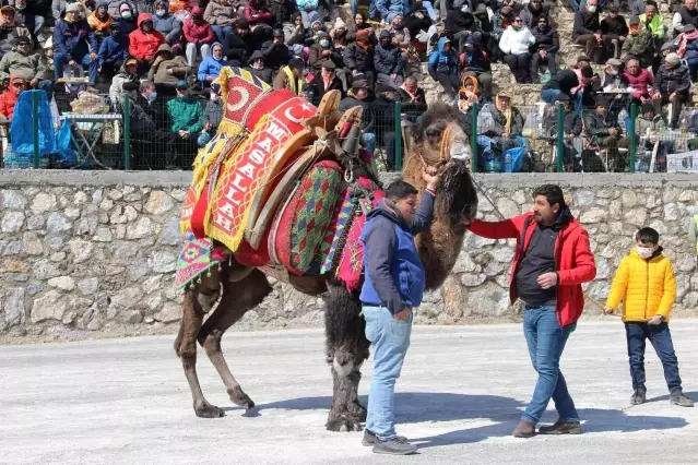 Bodrum'da develer kıyasıya mücadele etti