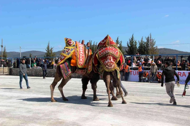 Bodrum'da develer kıyasıya mücadele etti