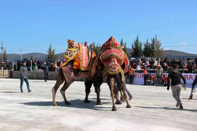 Bodrum'da develer kıyasıya mücadele etti