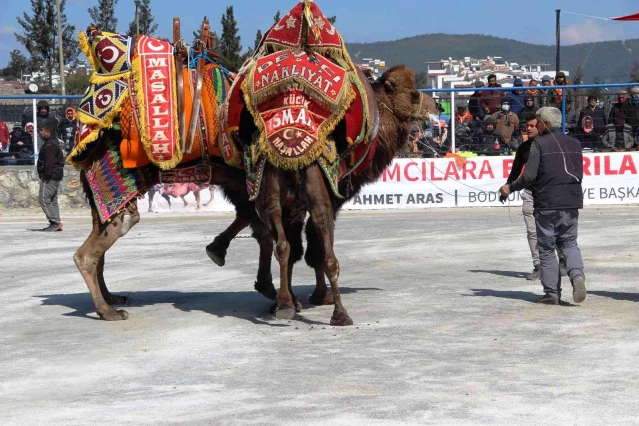 Bodrum'da develer kıyasıya mücadele etti