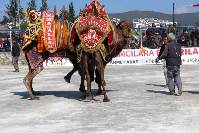 Bodrum'da develer kıyasıya mücadele etti