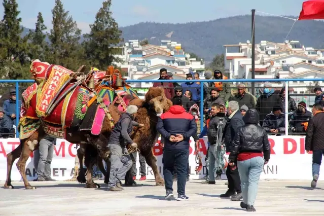 Bodrum'da develer kıyasıya mücadele etti