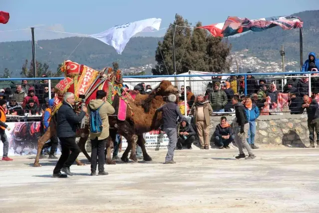 Bodrum'da develer kıyasıya mücadele etti