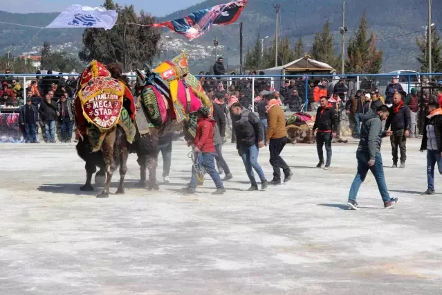 Bodrum'da develer kıyasıya mücadele etti