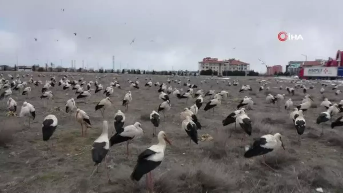 Göç eden leylekler fırtına nedeniyle zorunlu iniş yaptı... Konya Büyükşehir\'den leyleklere balık ikramı