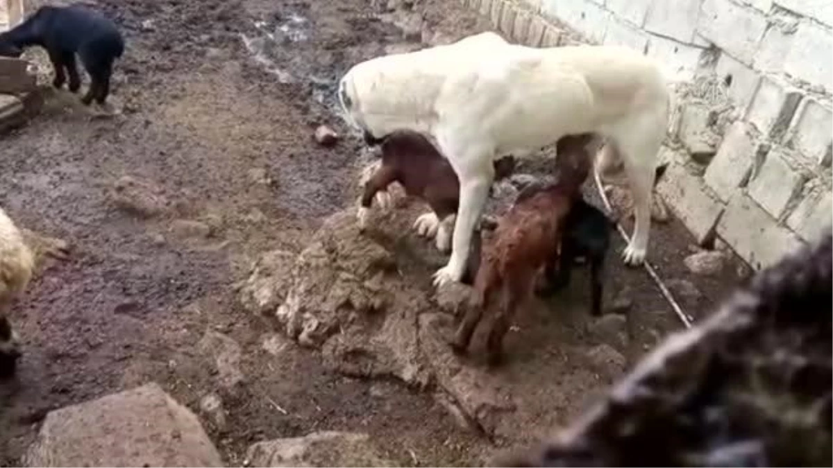 Hatay\'da çoban köpeği oğlakları emziriyor