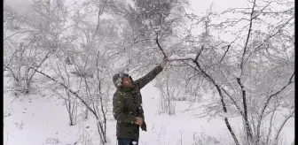 Kar yağışı fındık fiyatlarını yükseltti
