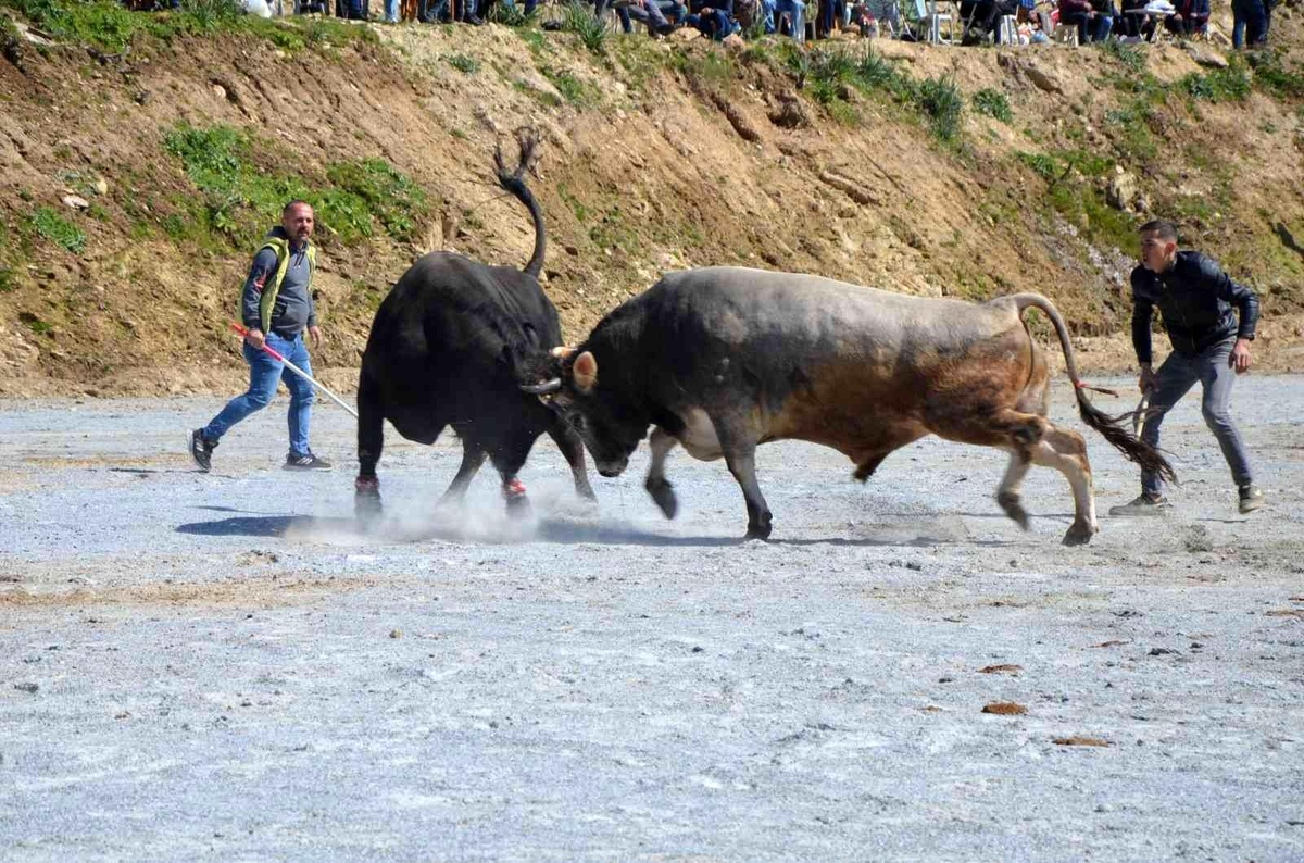 Koçarlı Boğa Güreşi Festivali renkli görüntülere sahne oldu