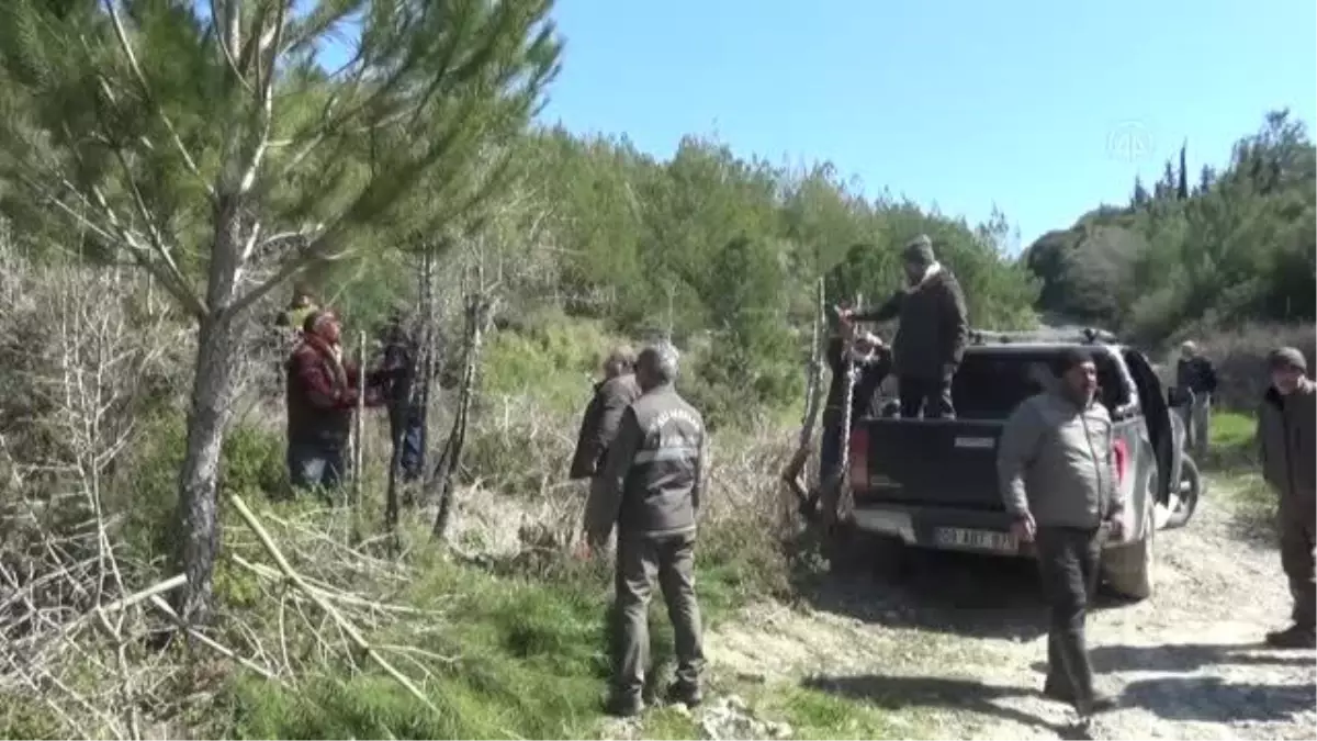 Kuşadası'ndaki avcılar, yabani meyve ağaçlarını aşıladı