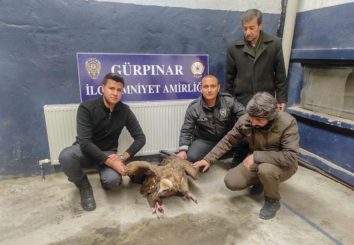 Son dakika haberleri... Yaralı akbabaya Gürpınar polisi sahip çıktı