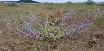 Ayvalık'ta, tüylüçay grubuna ait yeni endemik bitki bulundu