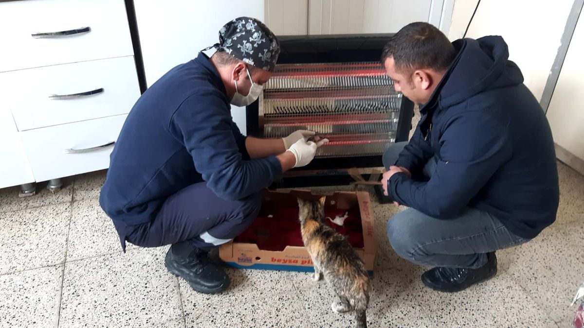 Belediye ekiplerinden yavru kedilere şefkat eli