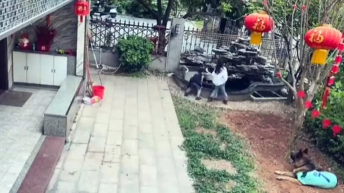 Emekli polis köpeği, küçük çocuğu tehlikeden kurtardı! O anlar kamerada