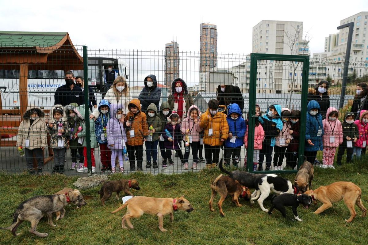 Küçükçekmece\'de can dostlar için gelen 65 bin talep değerlendirildi
