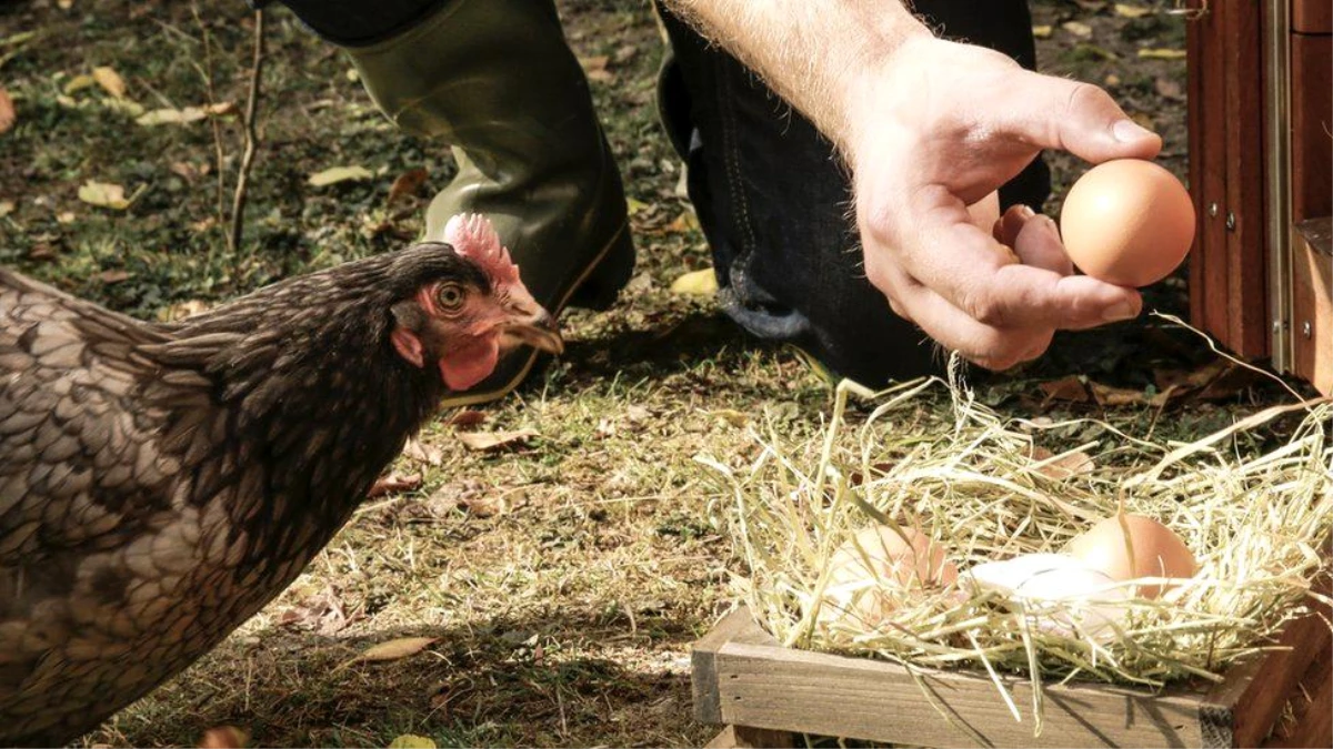 Kuş gribi nedeniyle İngiltere\'de gezen tavuk yumurtası satılmayacak