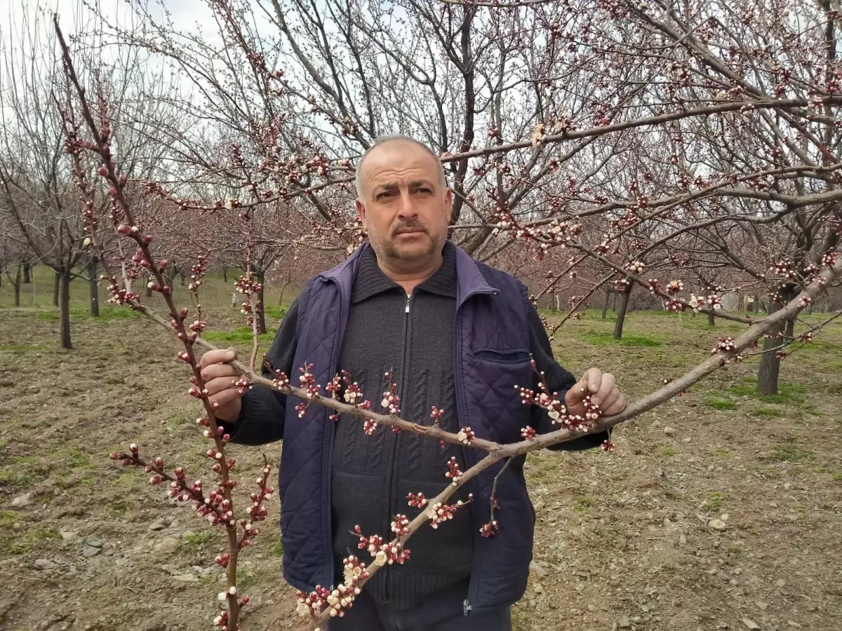 Kayısı ağaçları çiçek açtı